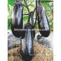 Hybrid F1 High Yield Black Peel Eggplant Seeds For Sale-Black Crown Early Maturity F1